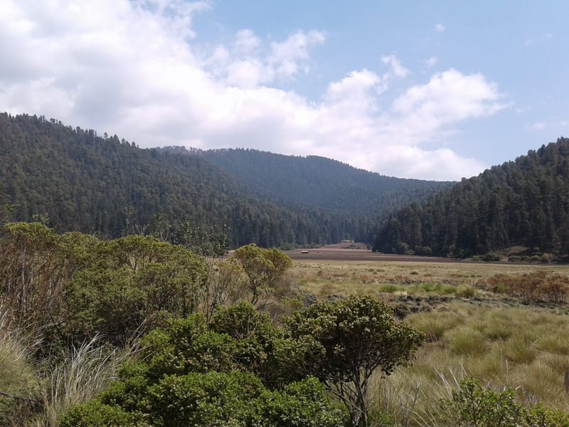 Arboles y plantas de San Miguel Oxtitilpan