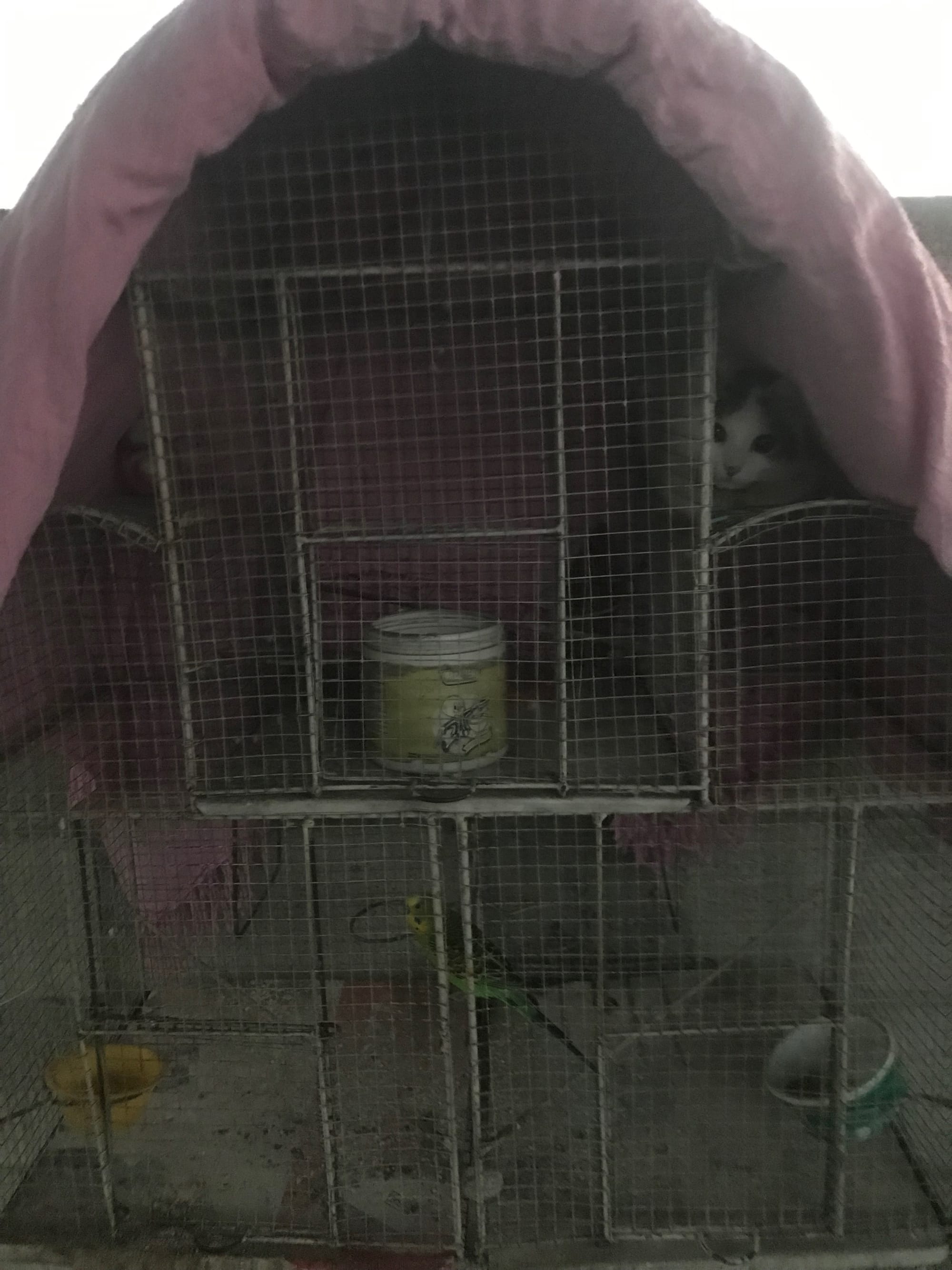 El gato y el pájaro