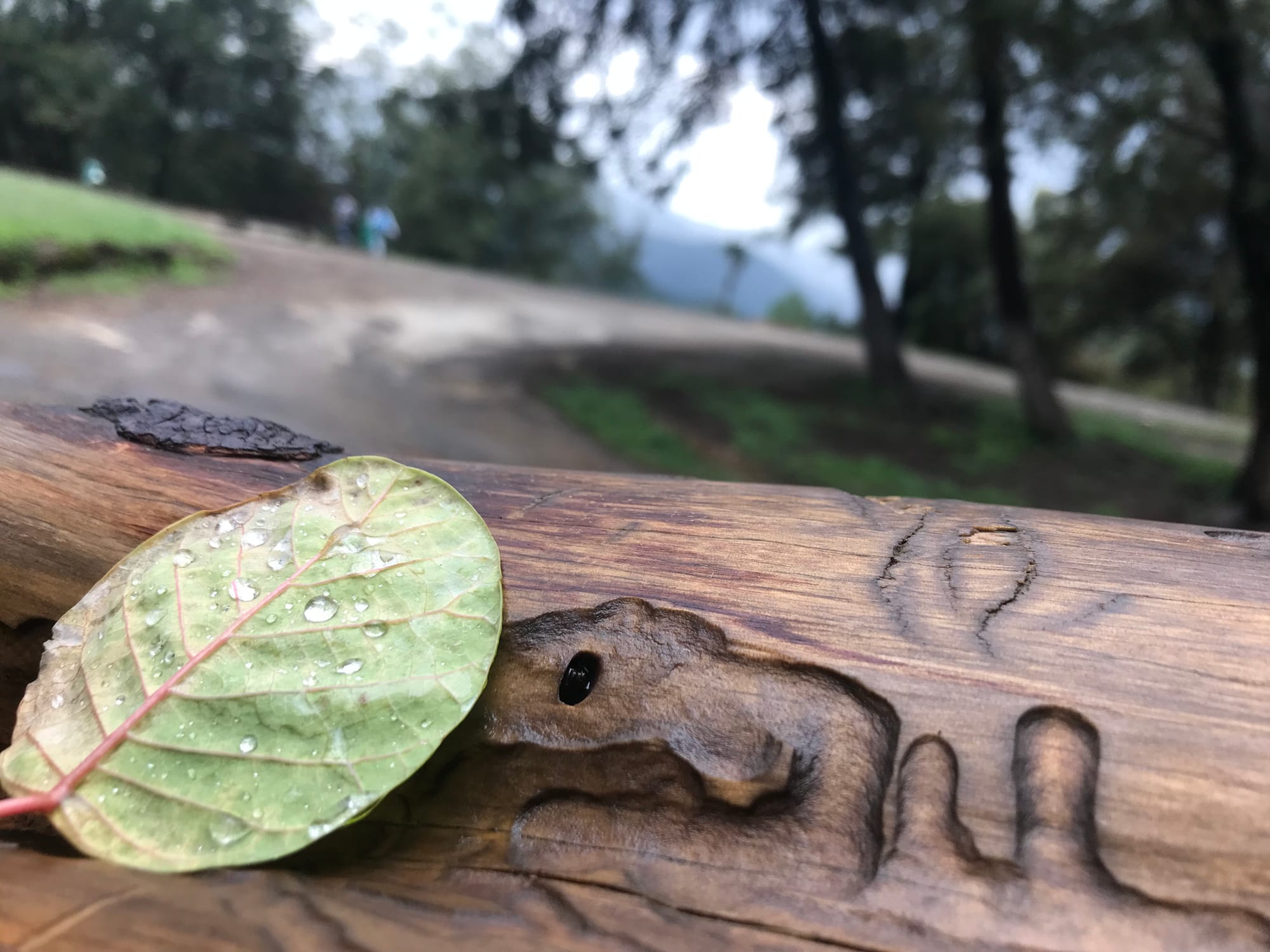 Leaf on Log