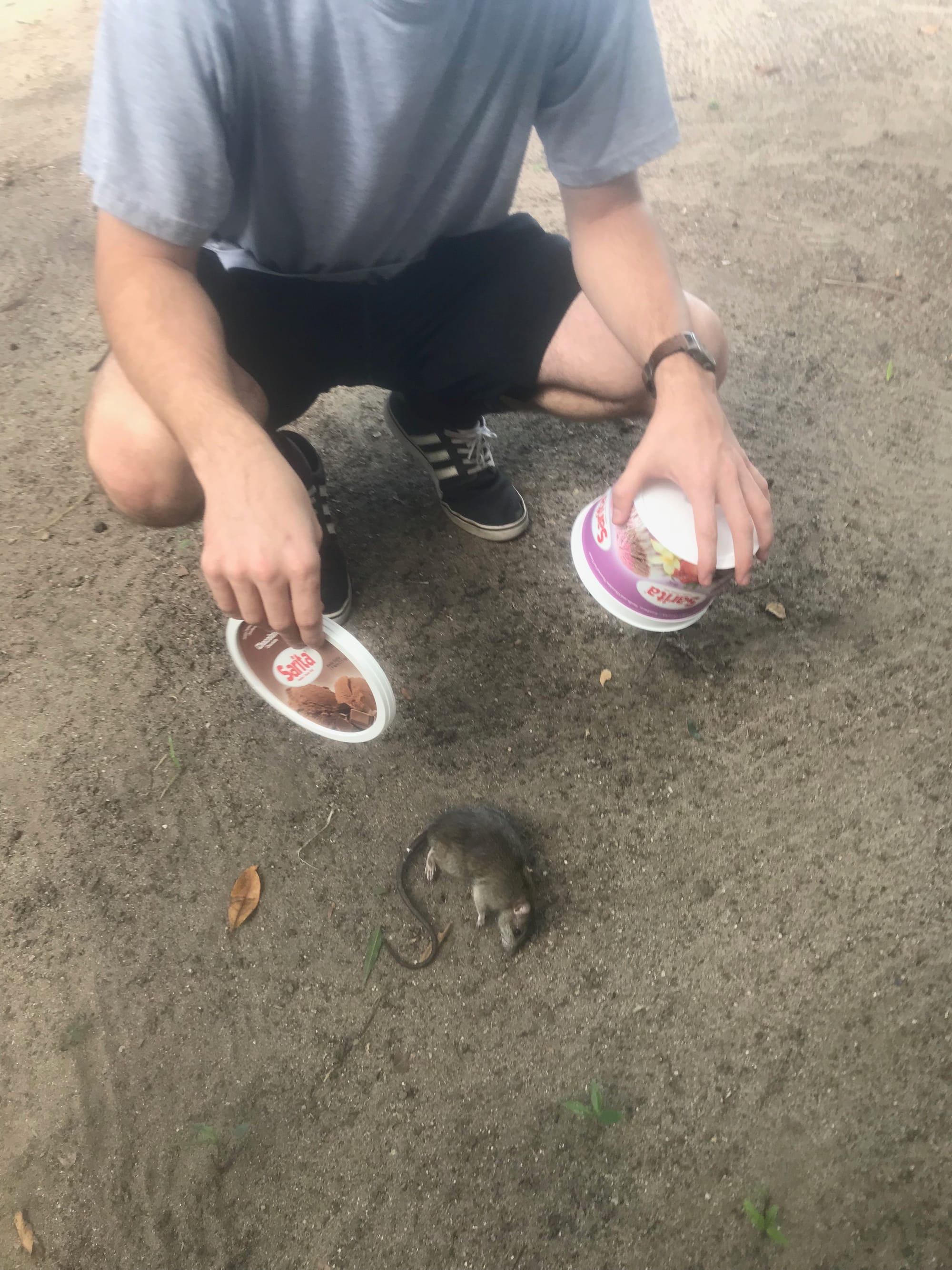 Rat