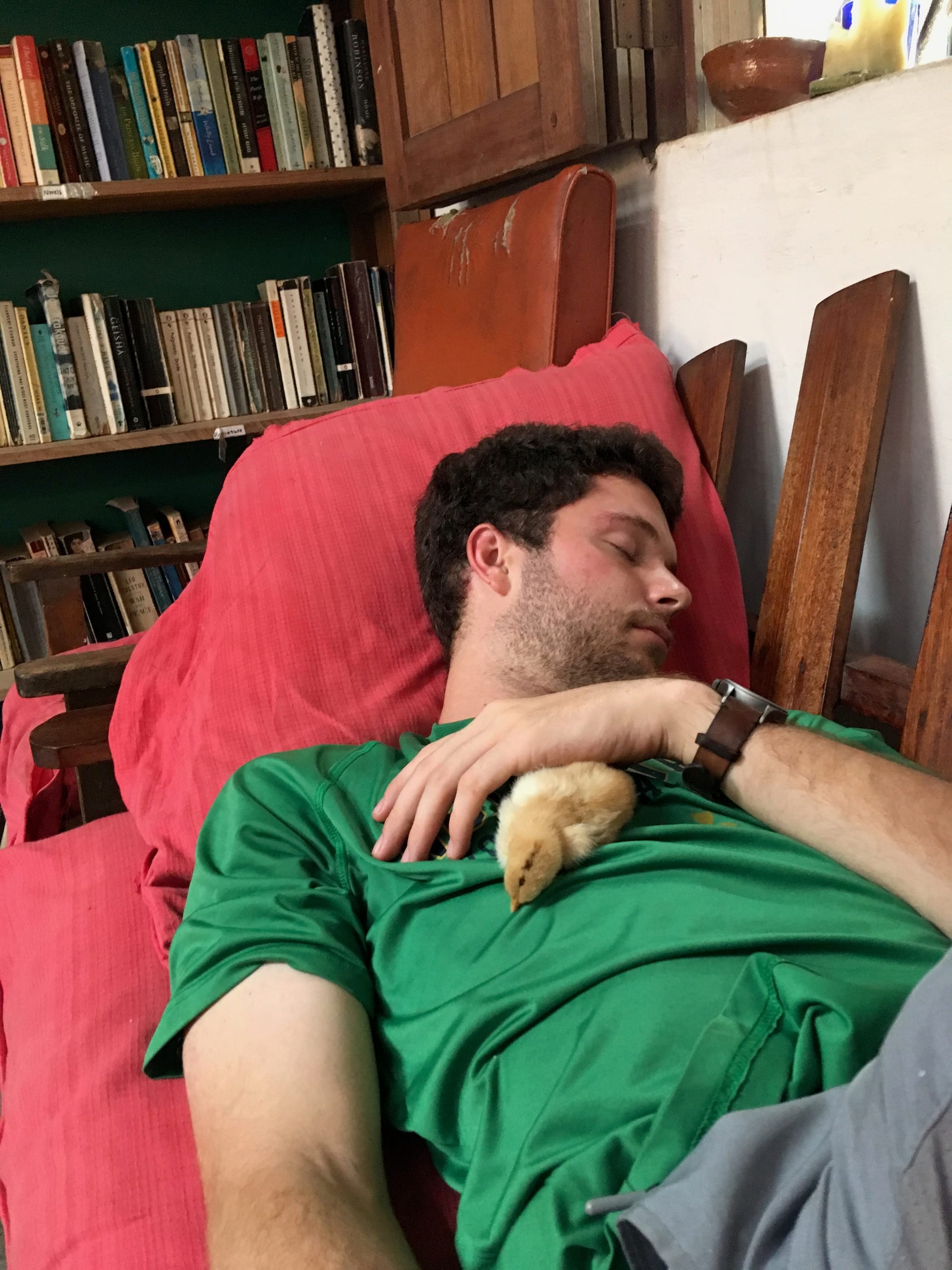 Pollito Nap Time