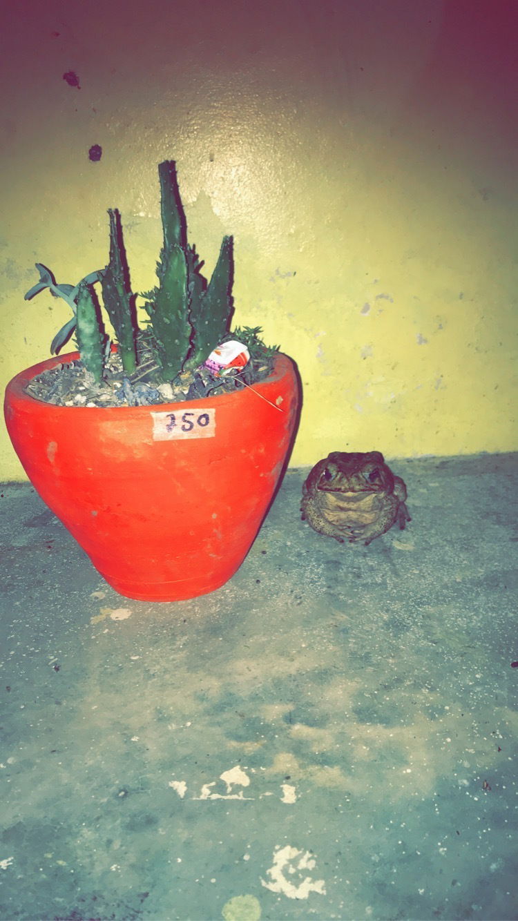 Un Sapo [A frog]