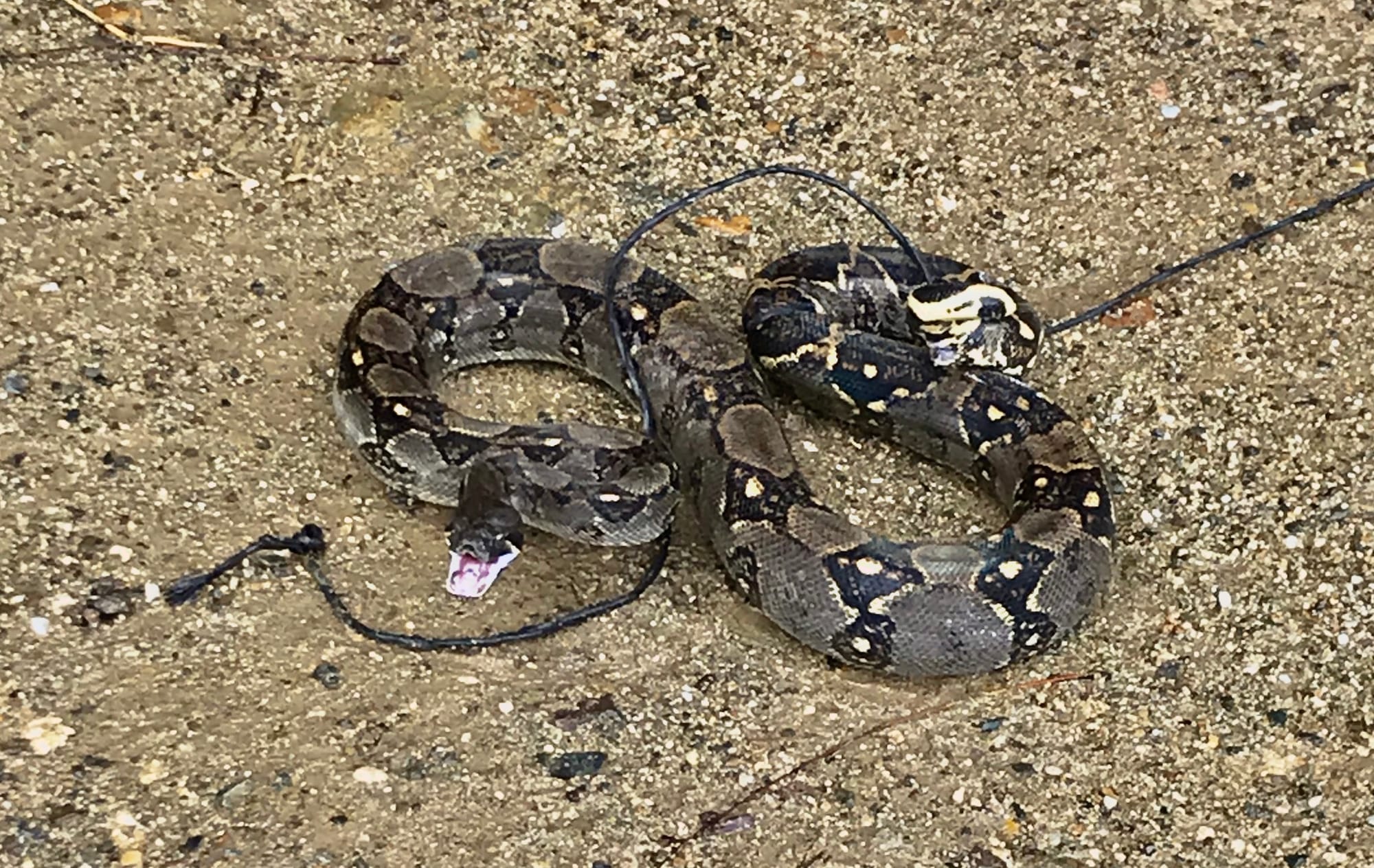 Culebra [Snake]
