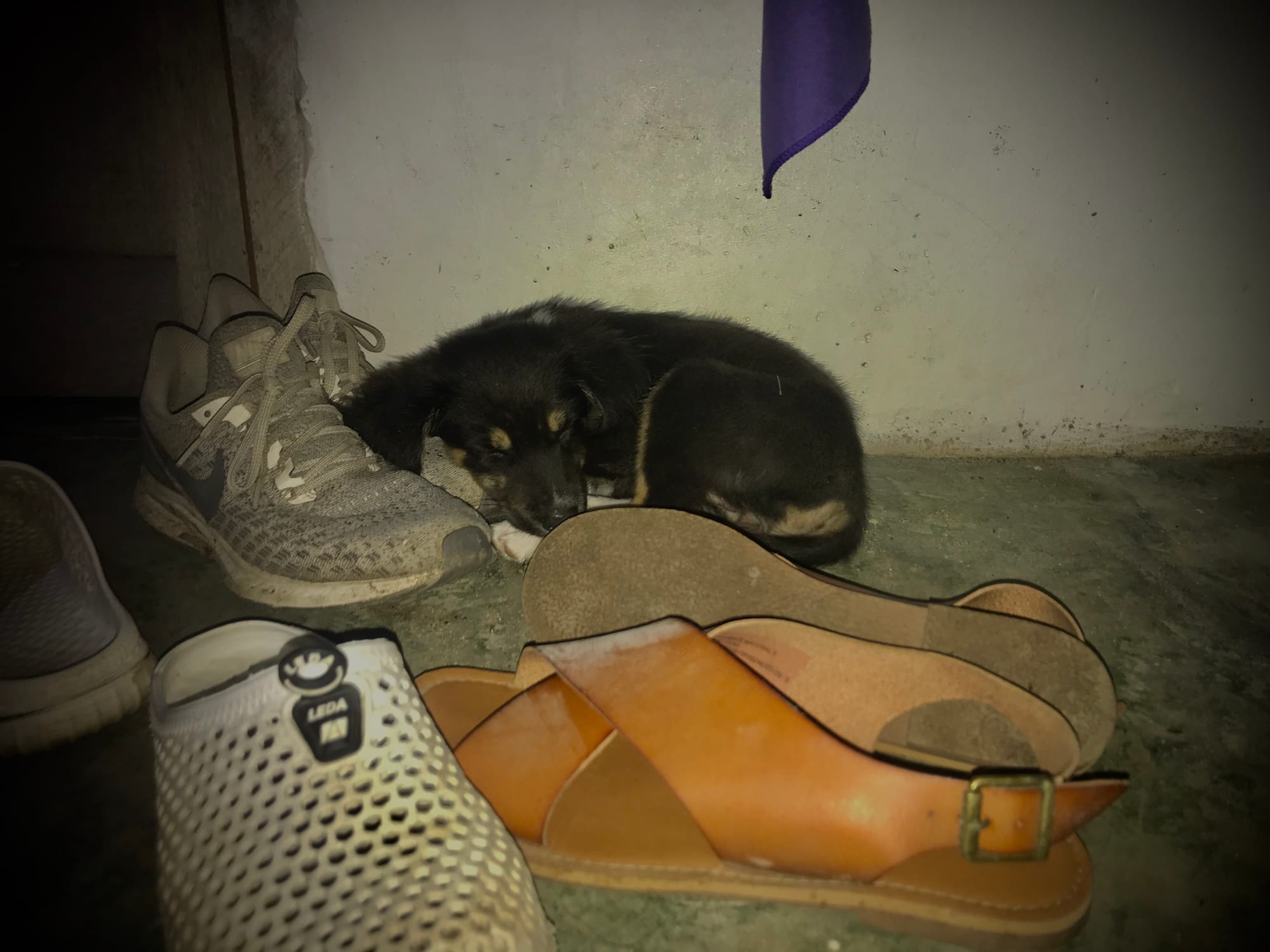 Un Perrito (her name is Colita)