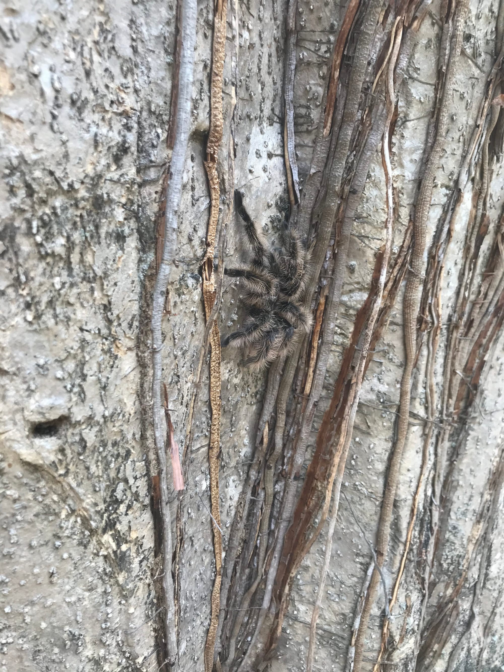 Tarántula [Tarantula]