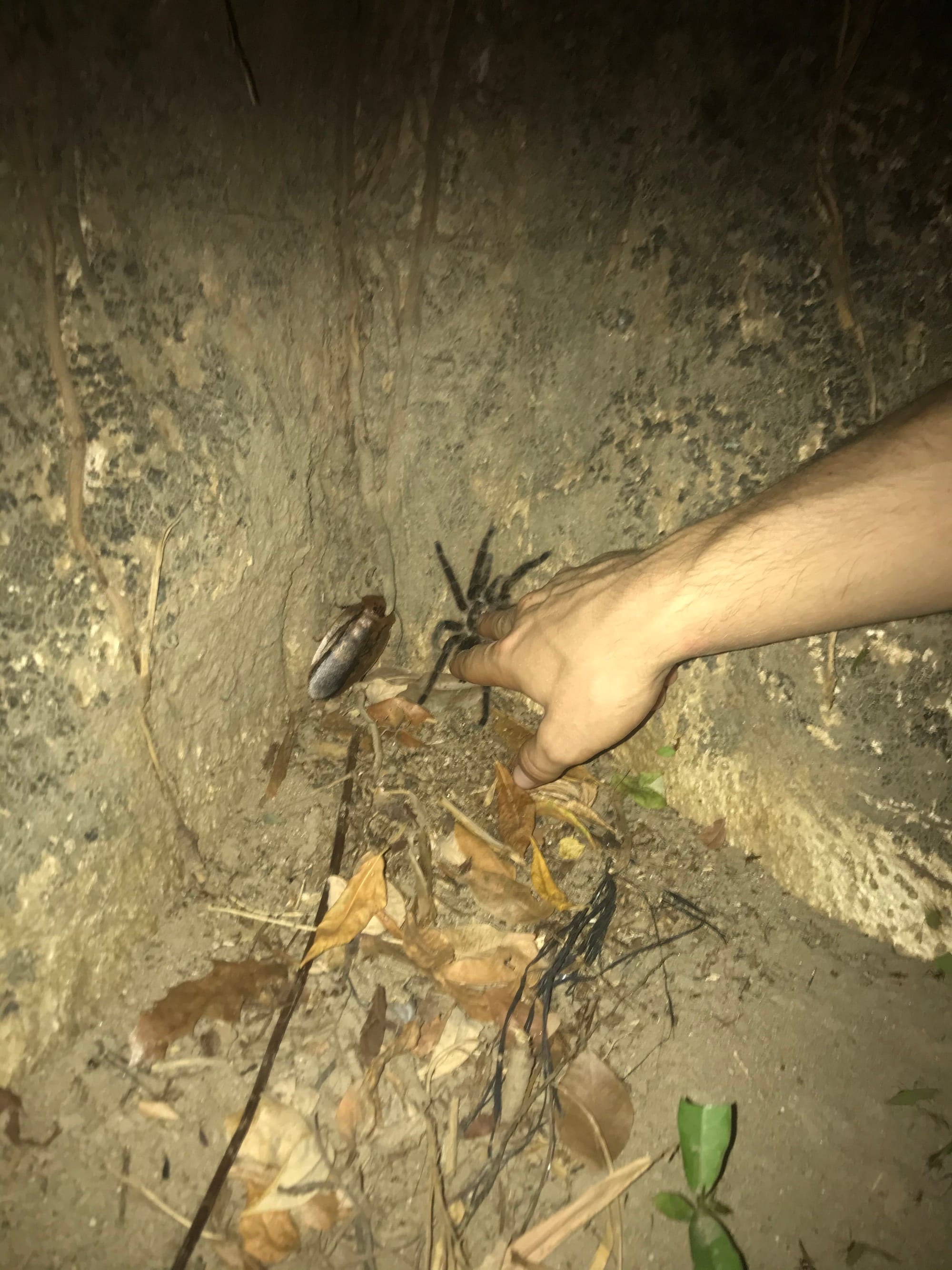 Tarántula y Cucaracha [Tarantula and Cockroach]