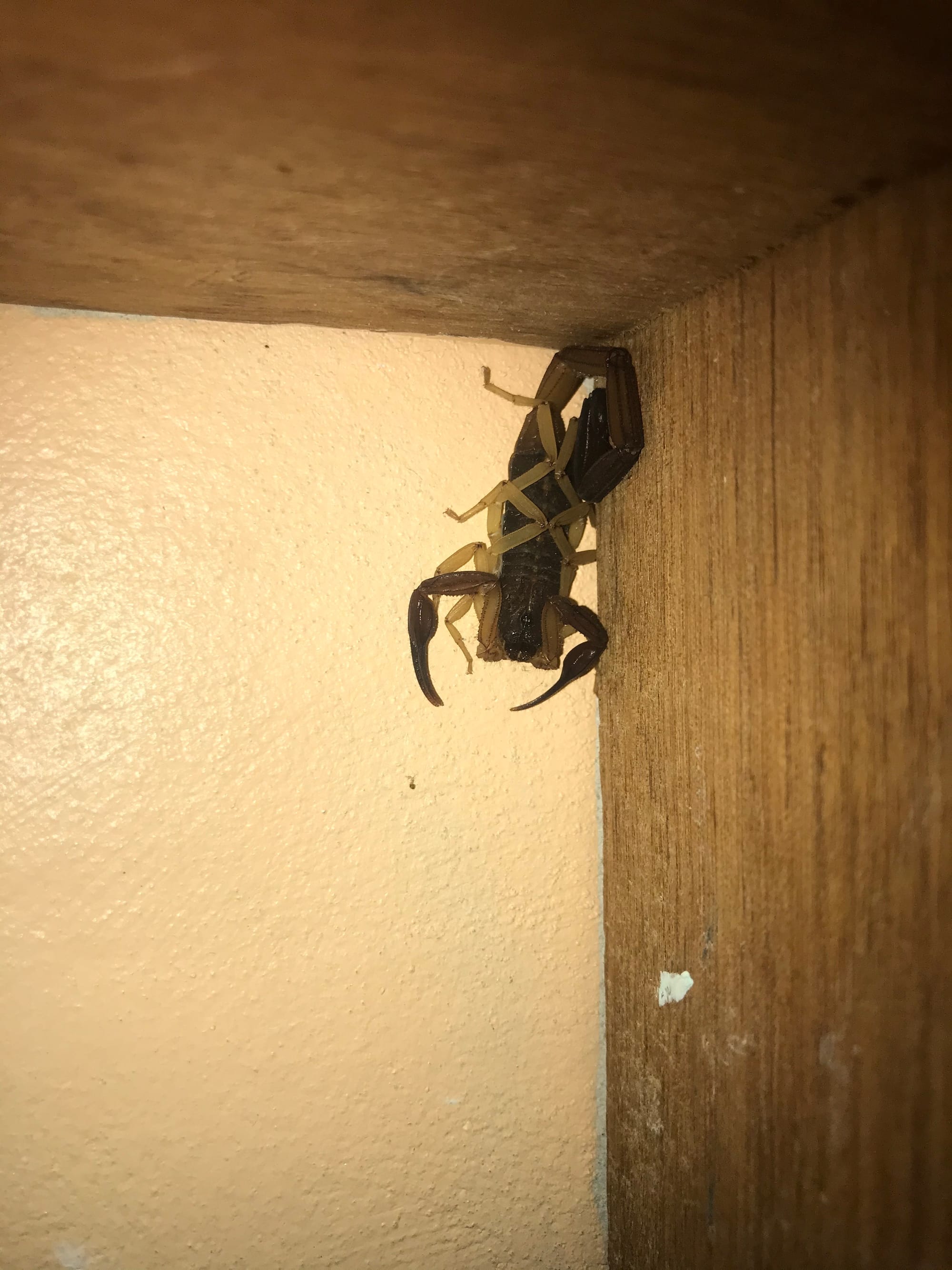 Un Alacrán [Scorpion but not a poisonous one]