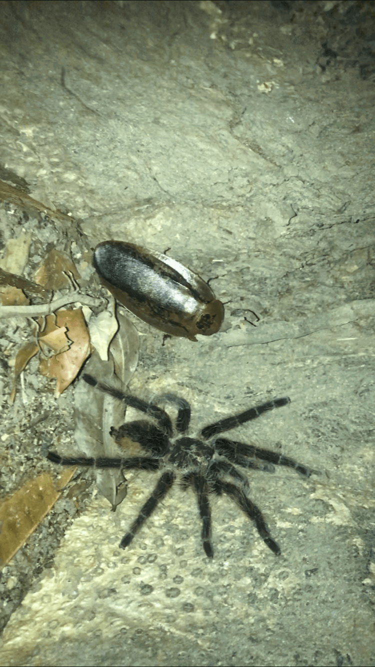 Tarántula y Cucaracha [Tarantula and Cockroach]