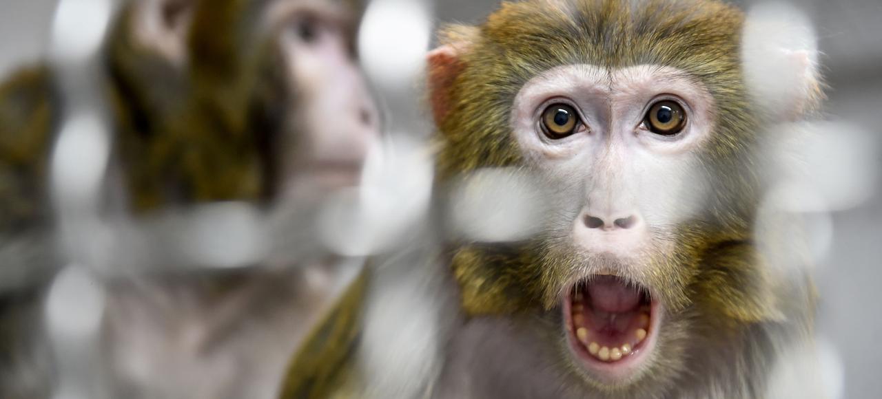 Des singes au cerveau génétiquement modifié pour les rendre plus humains