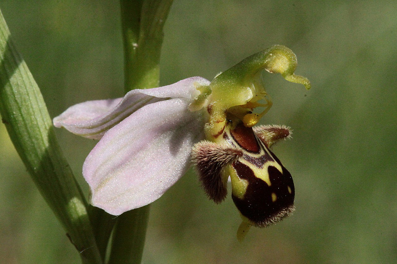 L'Intelligence des Plantes Révélée