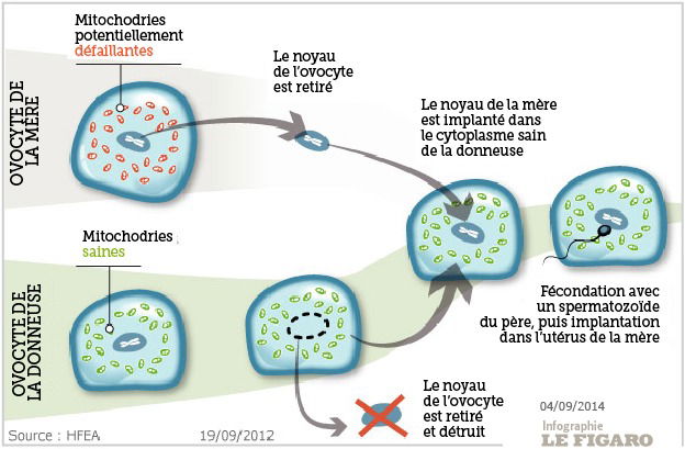 Les députés britanniques autorisent les «bébés à trois parents»