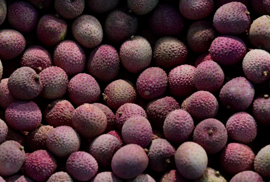 L'énigme de la toxicité du litchi : une préoccupation sanitaire émergente en Asie du Sud /  The enigma of litchi toxicity: an emerging health concern in southern Asia