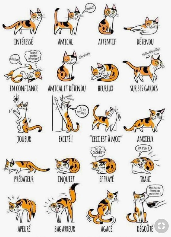 Les postures du chat qui veut tout dire....