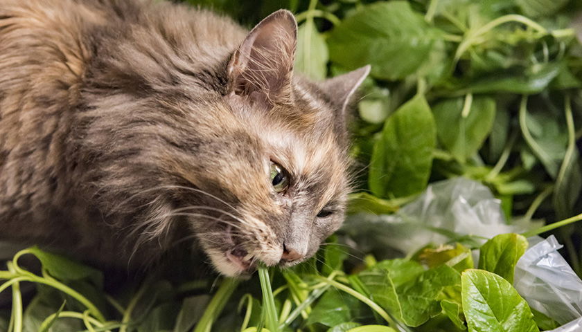 Les plantes toxiques pour les chats