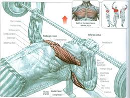 Chest Press