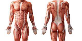 Frontal Muscle Anatomy