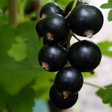 Blackcurrant