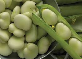 Broadbean