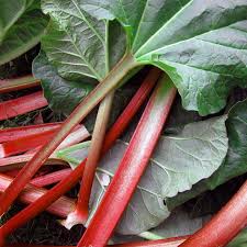 Rhubarb