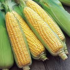 Sweet corn