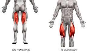 Hamstrings