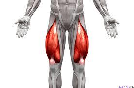 Quadriceps