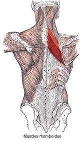 Rhomboids