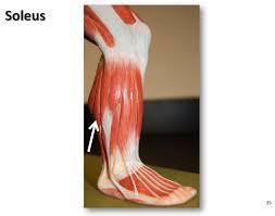 Soleus