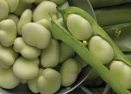 Broadbean