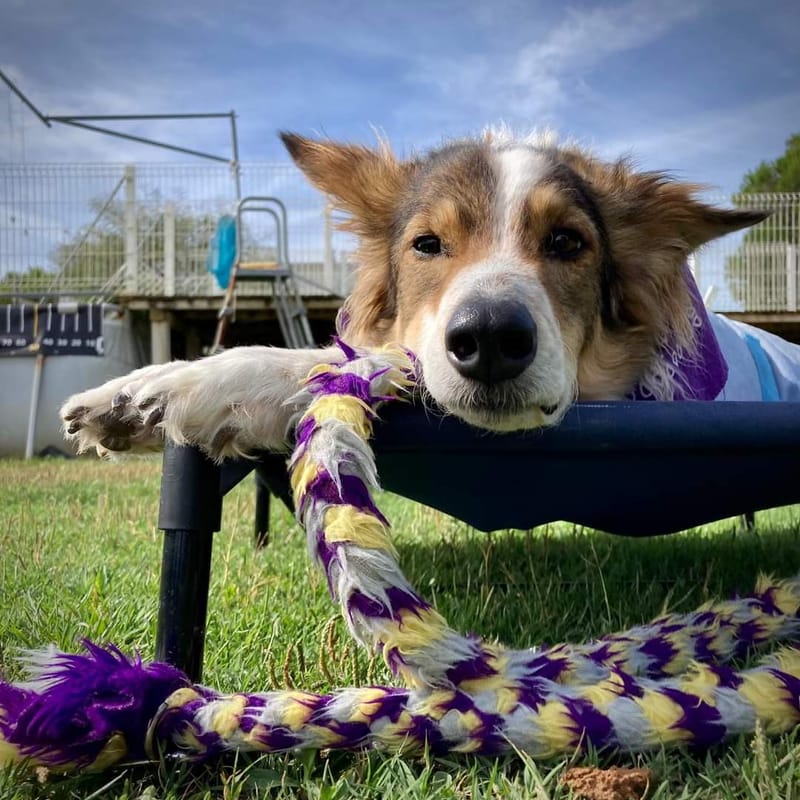 Behavioural Consultation