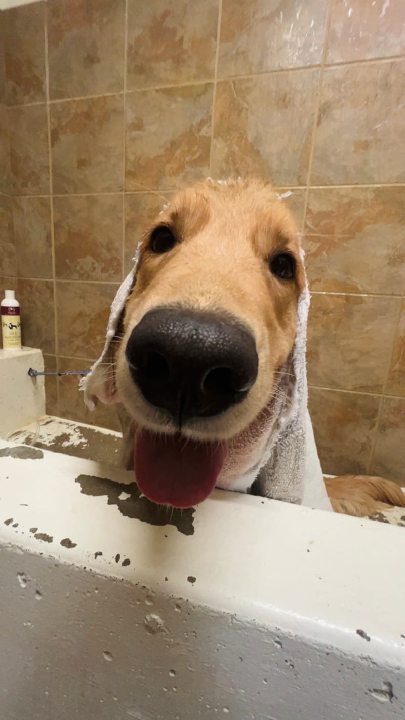 DIY Doggy Bath