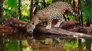 Fauna de un bosque tropical