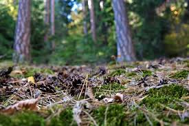 Suelo de un bosque tropical