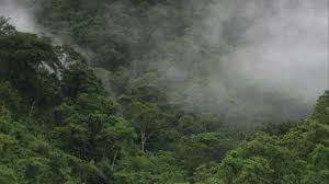 Clima de un bosque tropical