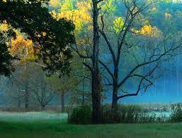 ¿Que es un bosque templado?