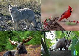 Fauna de un bosque templado