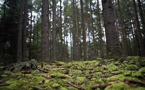 Suelo de un bosque templado