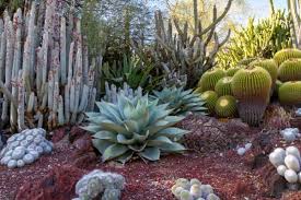 Flora de un desierto