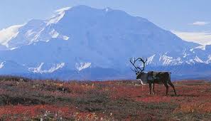 Clima y temperatura de la tundra