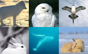 Fauna de la tundra