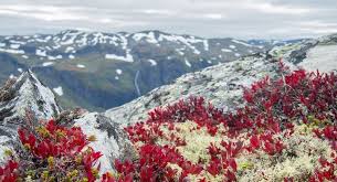 Flora de la tundra