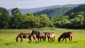 temperatura y clima de la pradera