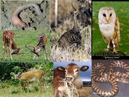 Fauna