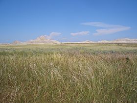 Suelo de la pradera