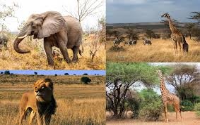 Fauna de la sabana