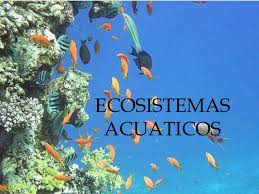 Ecosistema acuático, salado y dulce.