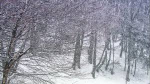 Clima de la taiga