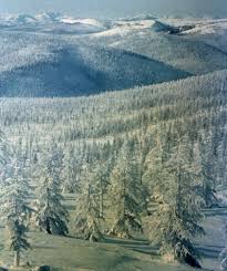 Suelo de la taiga