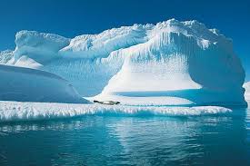 Flora y fauna de los polos