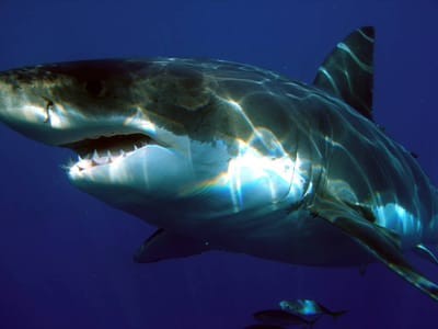 Killer Whales Have Been Squeezing Sharks To Death Like Toothpaste For Their Livers
